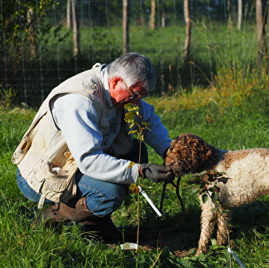 Demi-journées découverte de la truffe