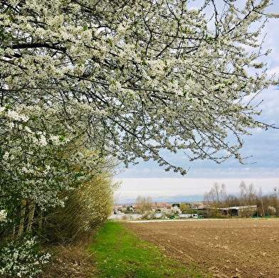 Les Maraichers du Pré Velot