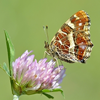 La nature accessible et papillonnante à Baulme-la-Roche - BAULME-LA-ROCHE