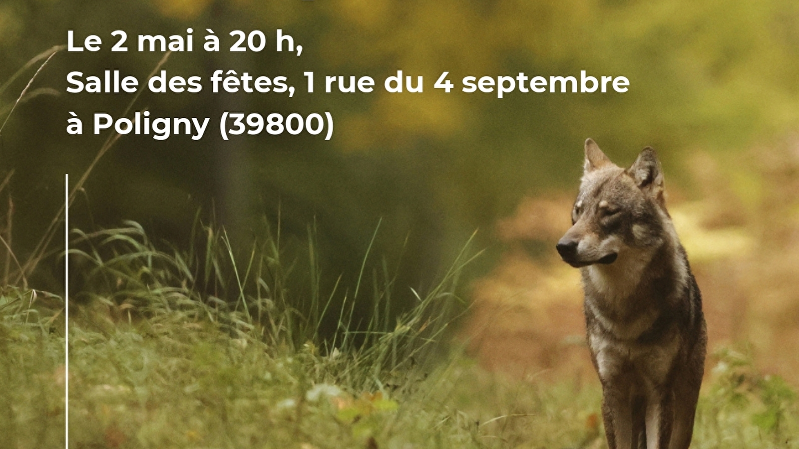 Le retour naturel du loup