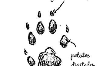 Balade sur les traces des animaux - GERGUEIL