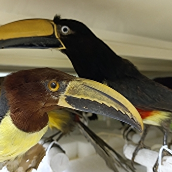 Les oiseaux exotiques du Muséum (Journées Européennes du Patrimoine) - AUTUN