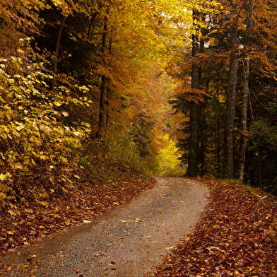 Sentier l'homme et la forêt