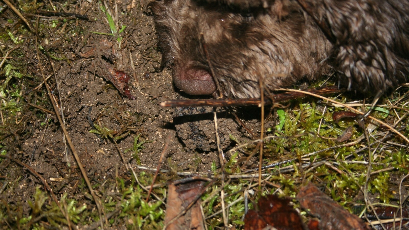 Cavage de la truffe de Bourgogne ENS2022