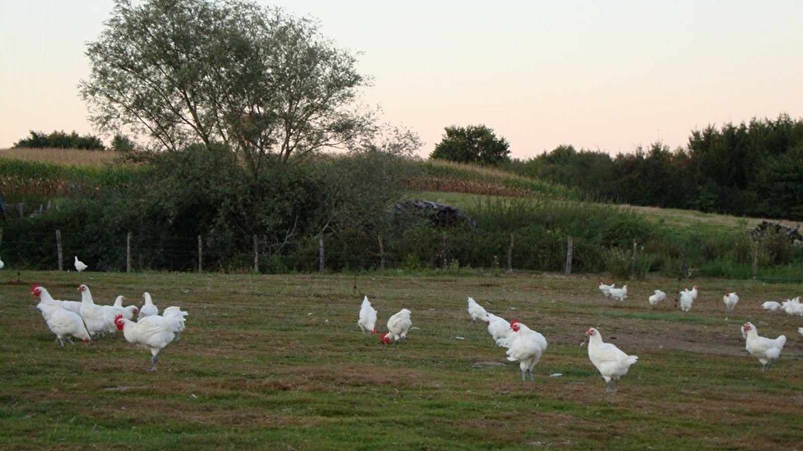 Dans les rayons de la Volaille de Bresse