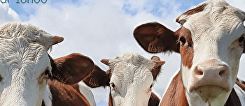 Visite de la ferme laitière Champs Dières de Cogna -Mercredi - COGNA