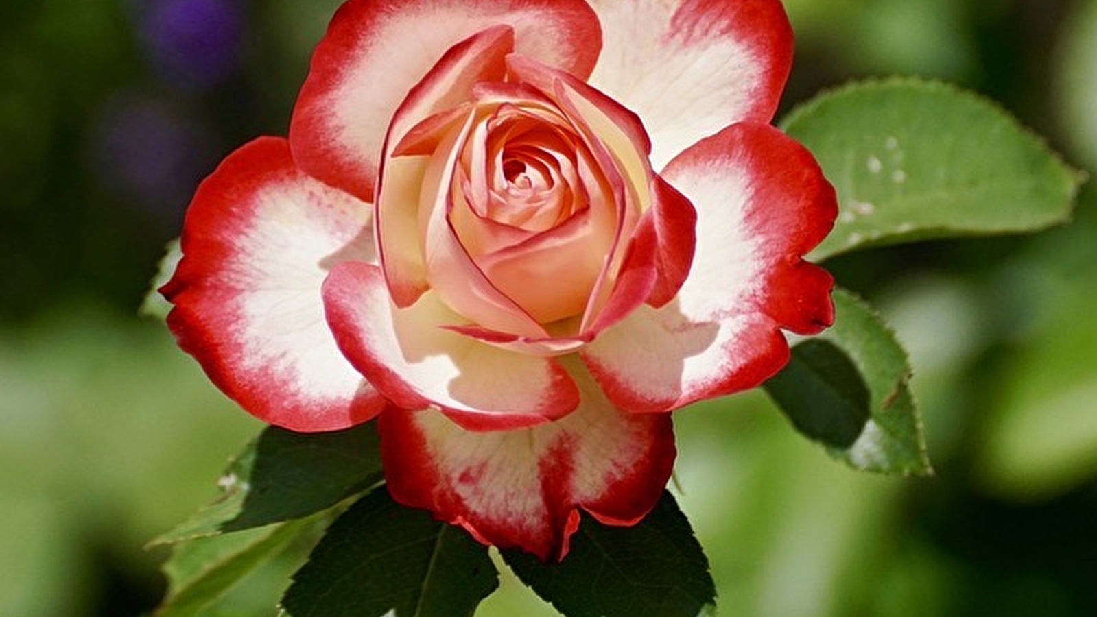 Journée de la Fleur