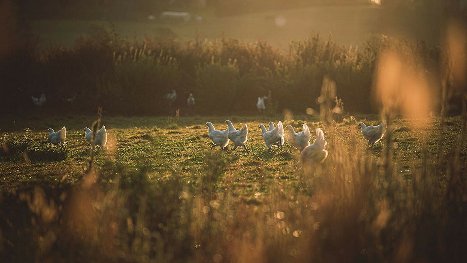 Ferme Le Devant