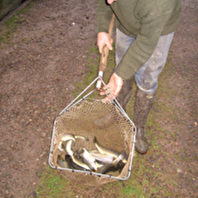 Pisciculture du breuchin