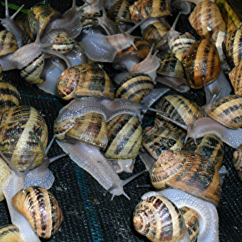 L'Escargot de la Ferme du Lomont - CHAMESOL