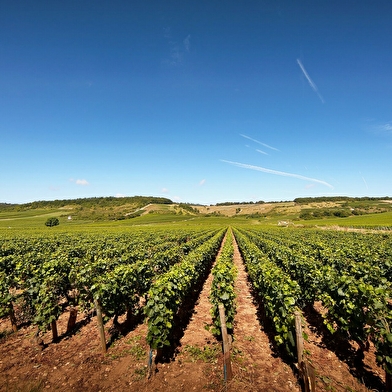 Domaine de la Ferté