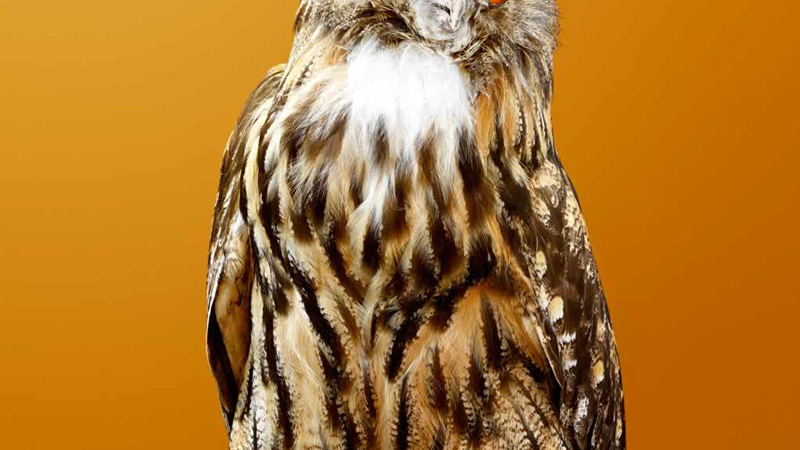 Atelier créatif en famille : ' Animal totem'