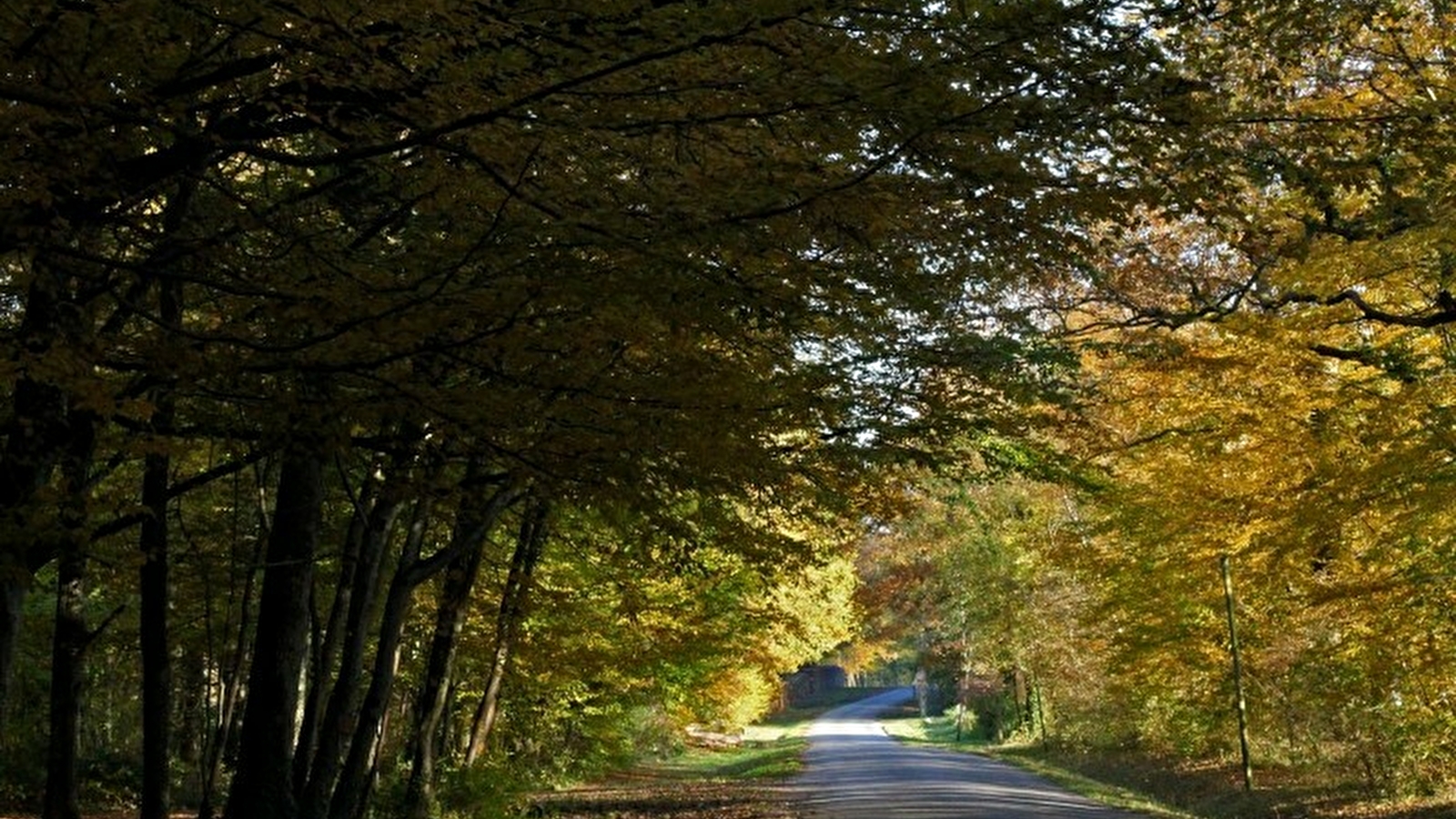 Forêt de chaux