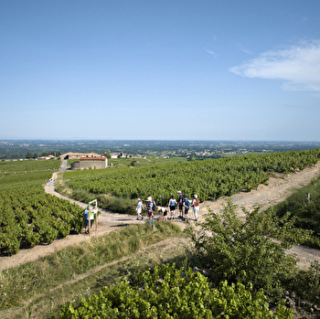 Balade Gourmande - ROMANECHE-THORINS
