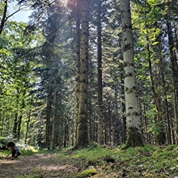 Bois des Aisances - PARAY-LE-MONIAL