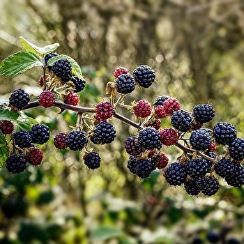 Fruits, confitures et cie - SALINS-LES-BAINS
