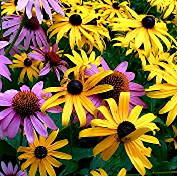 Foire aux plantes - DONZY