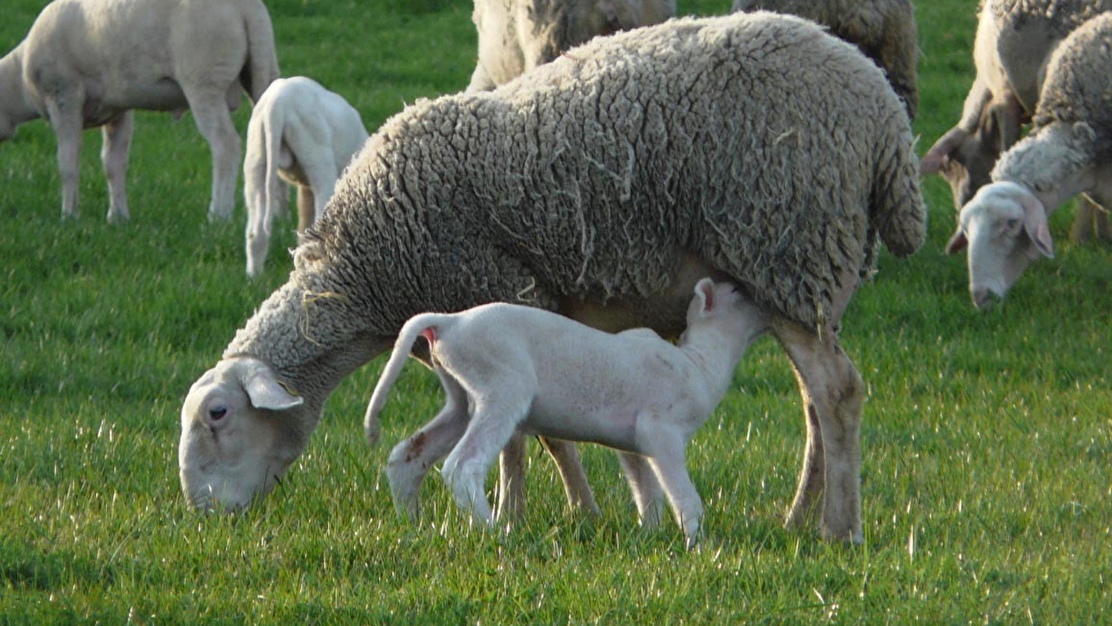 Ferme des Aubracs