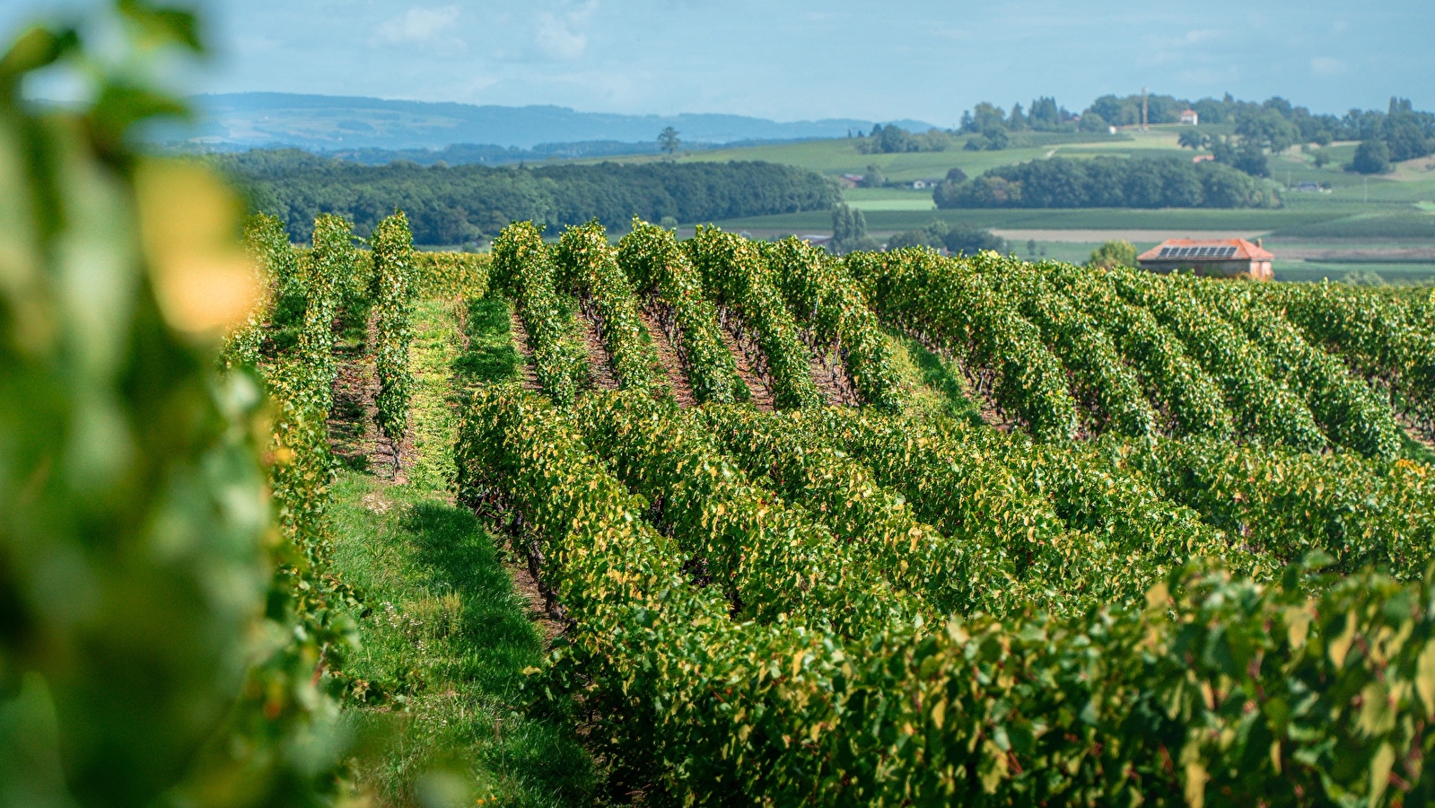 Randonnée pédestre : La Franco - Suisse, à travers les vignes