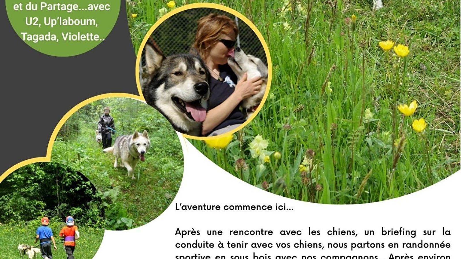 Cani rando chiens de traineaux