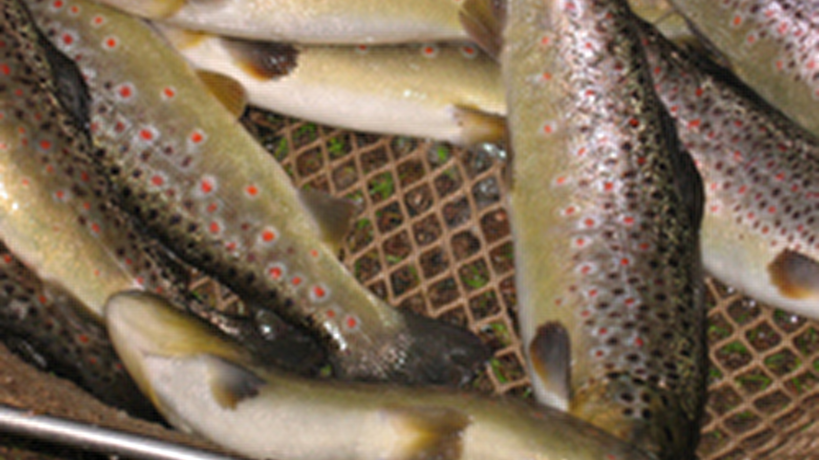 Pisciculture du breuchin