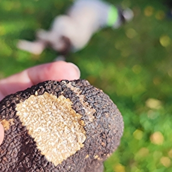 Fête de la Truffe Impériale - CHATILLON-SUR-SEINE