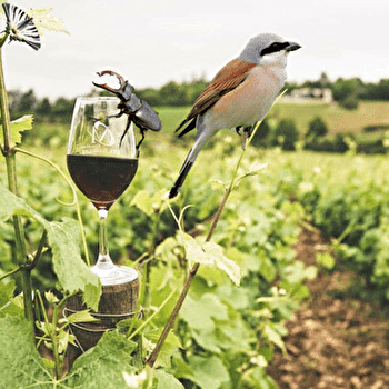 Sortie nature et terroir : dégustation au cœur de la biodiversité - BUSSIERES