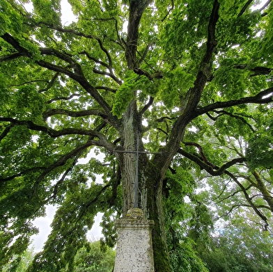 Le Tilleul de Chaignay