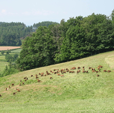 Circuit des Collines