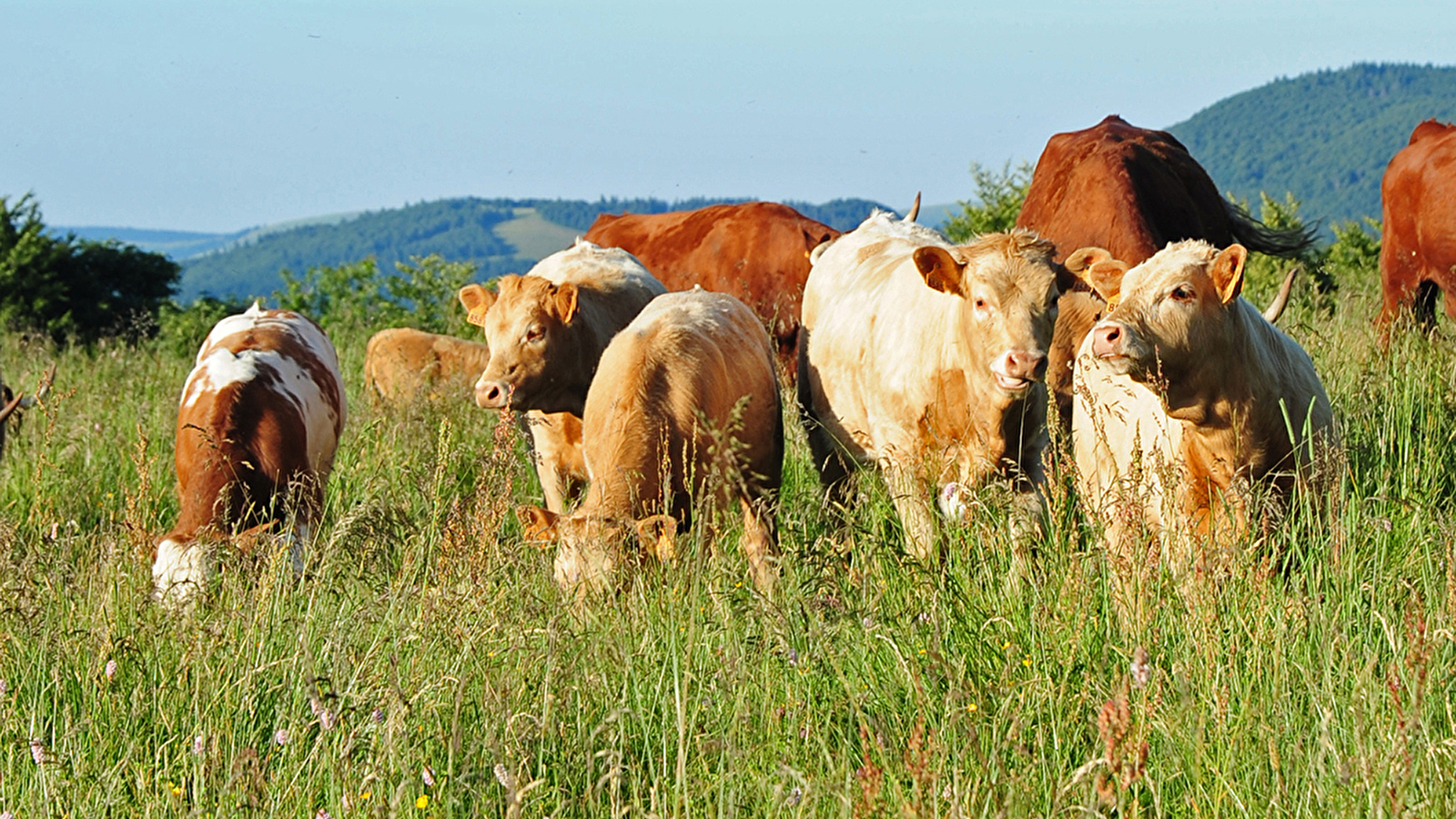 Ferme Babé