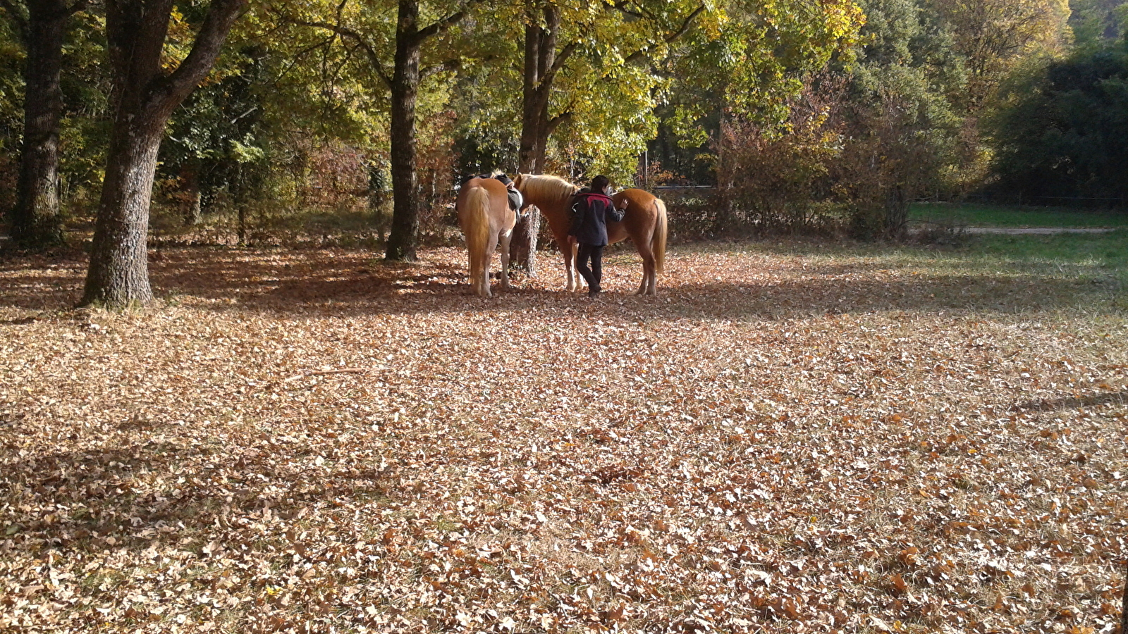 Le Ranch des Jacinthes