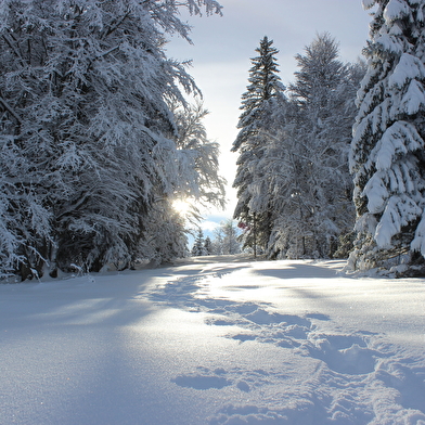 Sentier raquettes la Gelinotte