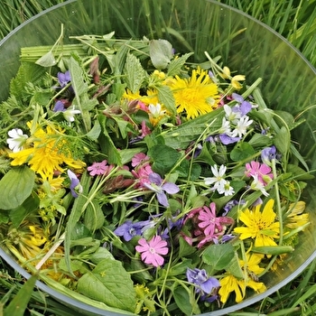 Sortie botanique : plantes sauvages comestibles et médicinales - POUILLOUX