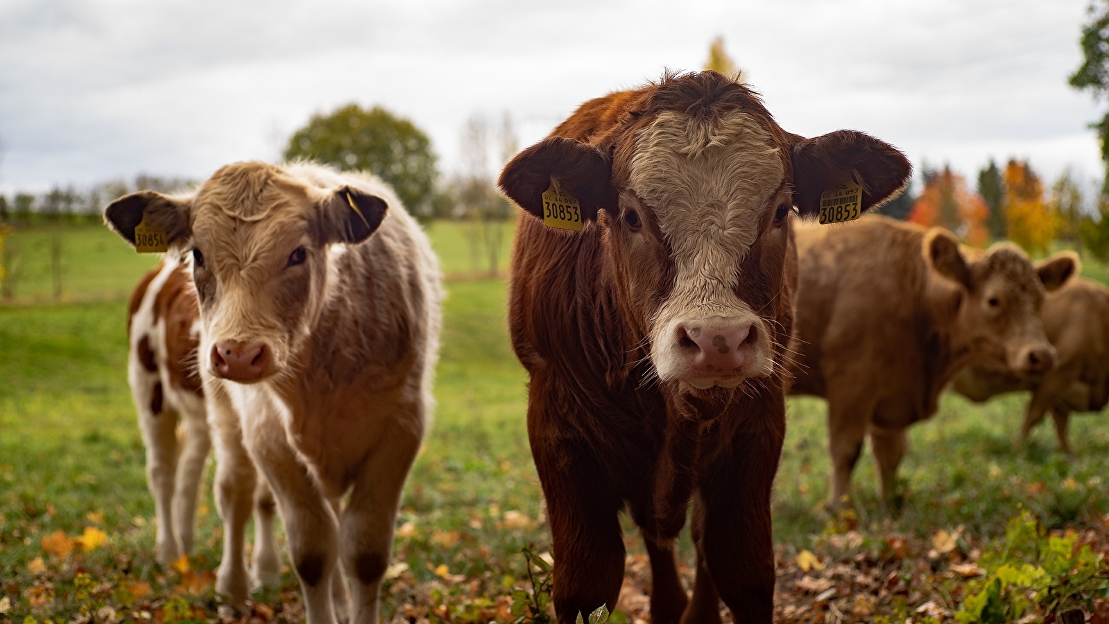 Ferme des Bodeaux