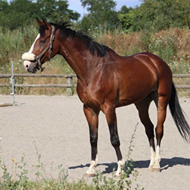 Poney Club de Saint-Christophe-en-Bresse 