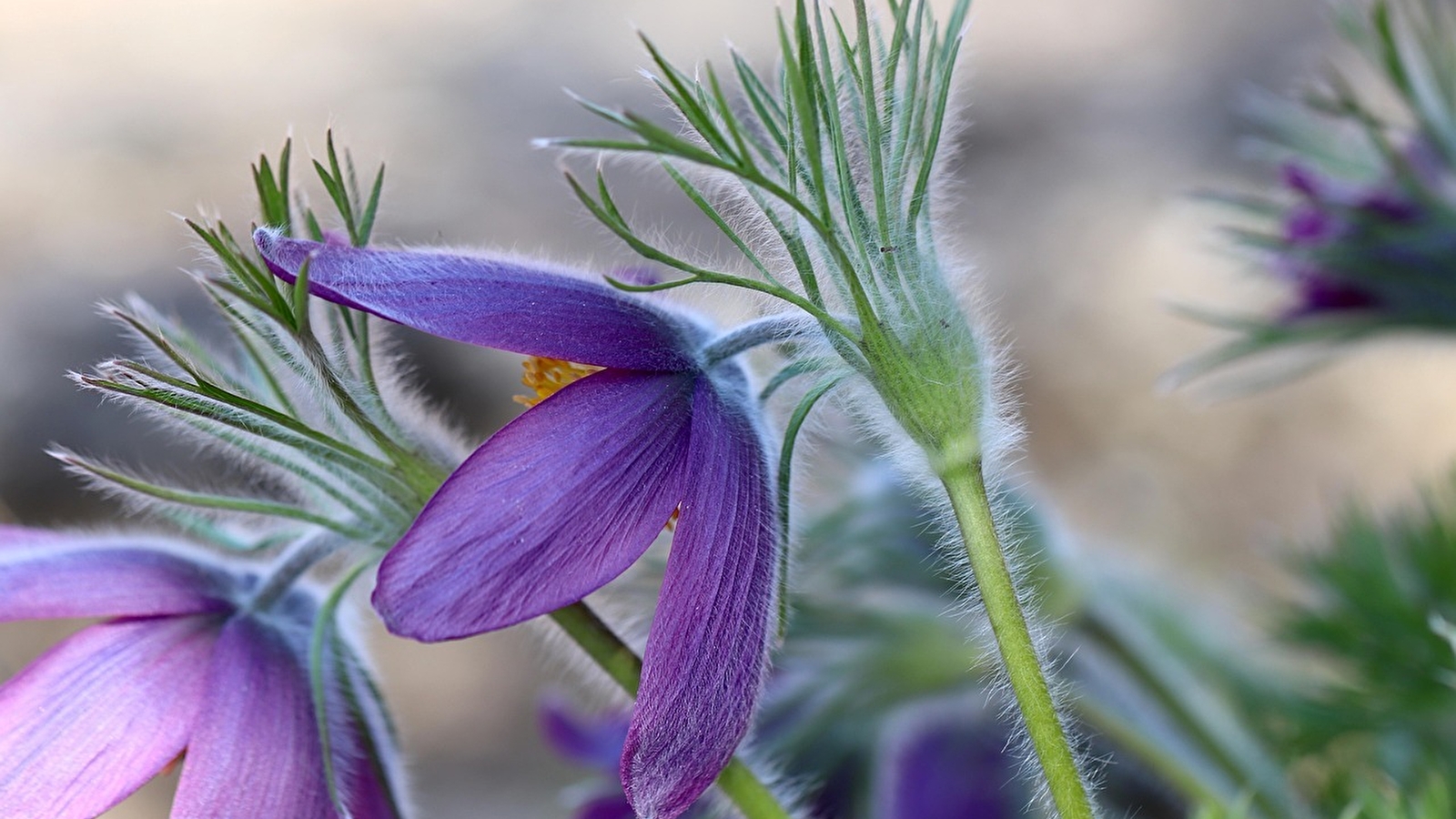 Flore et habitats du Bief à Corne