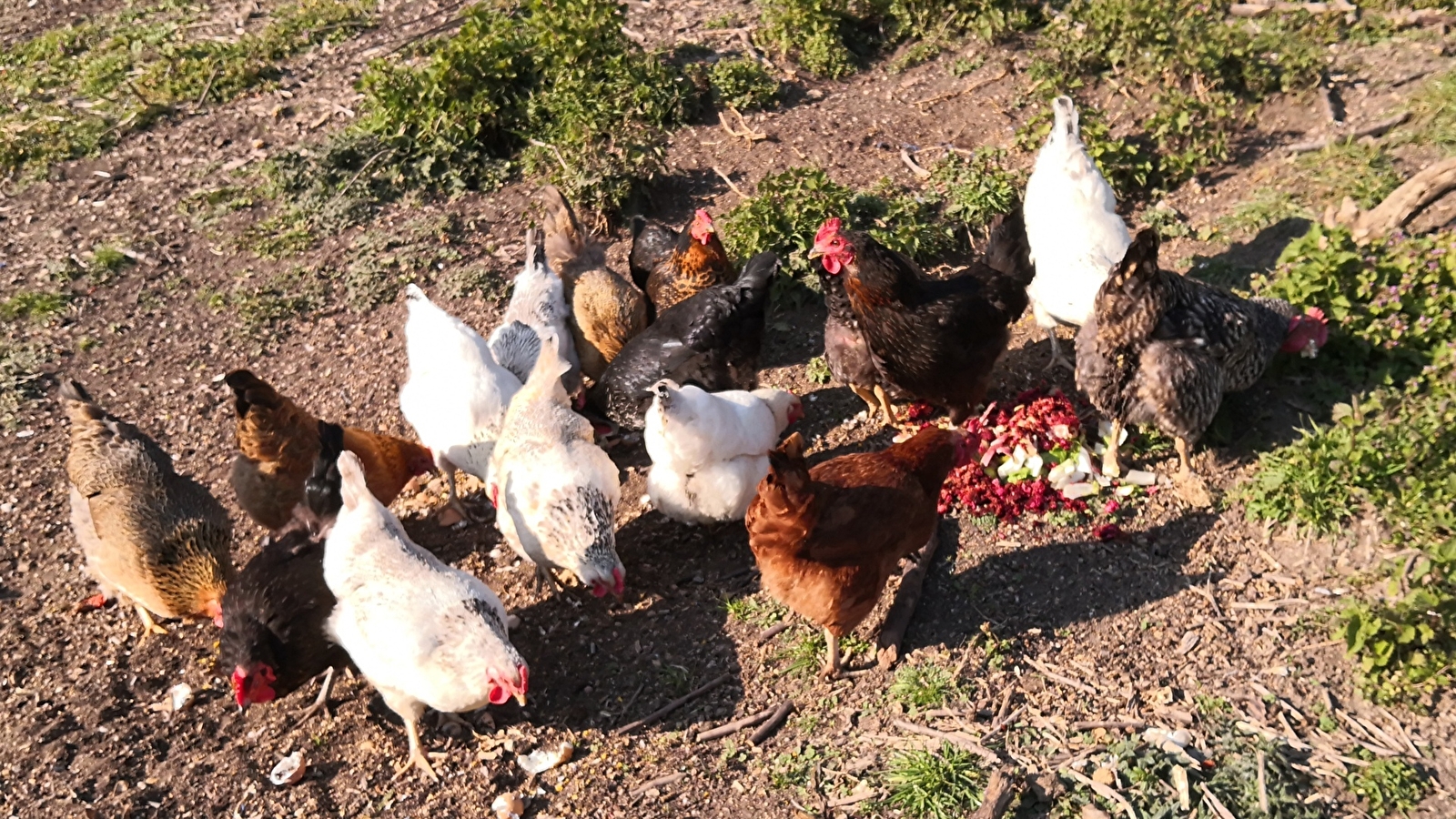 La Ferme des Grands Champs