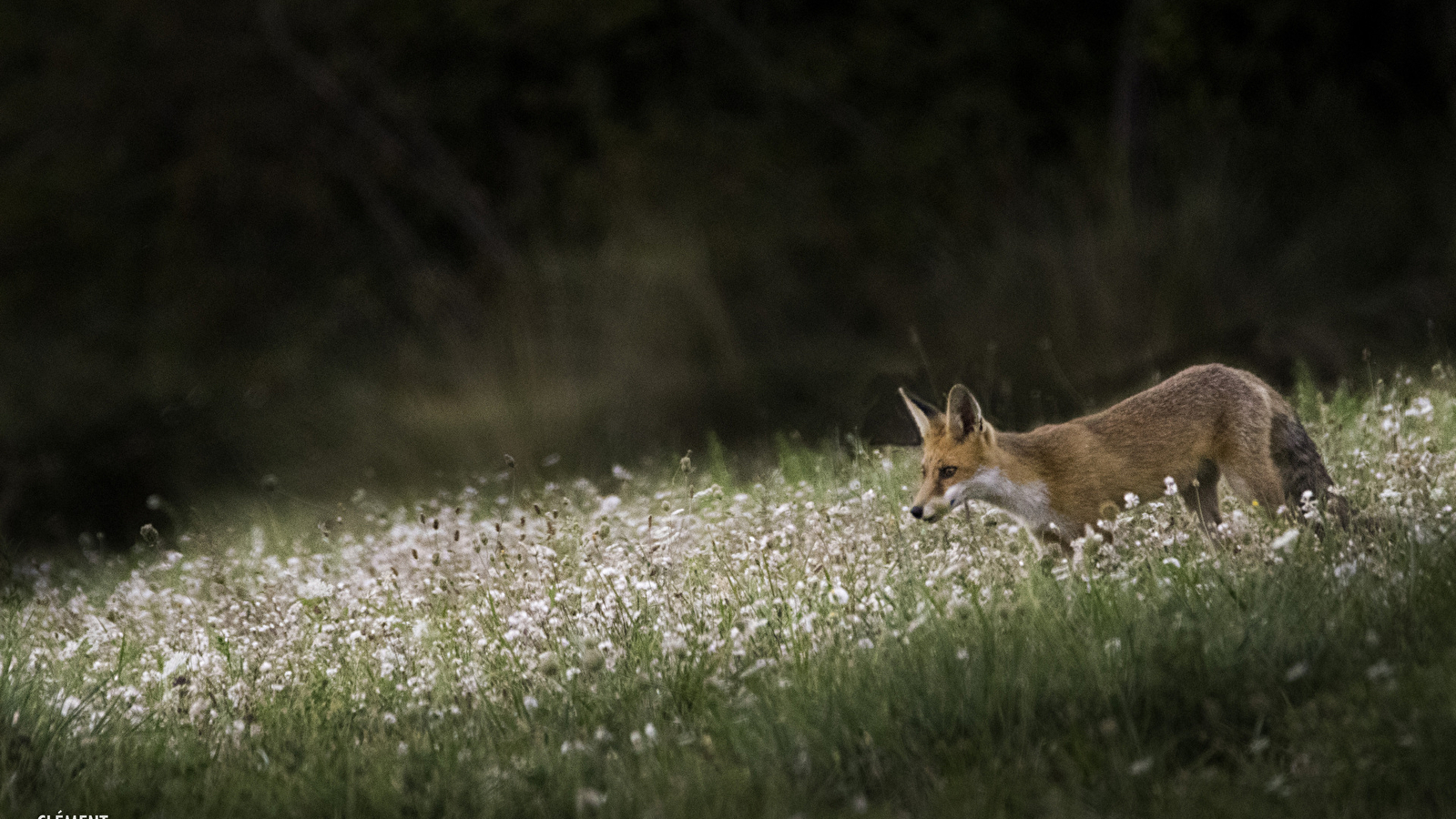 La faune crépusculaire et nocturne à Brochon