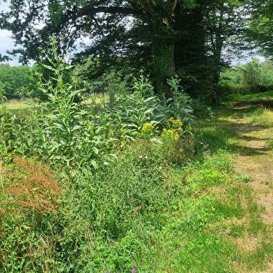 Circuit VTT n°24 (rouge) - La St Martin