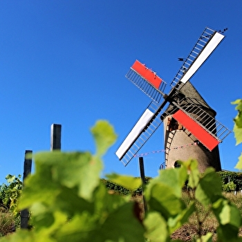 Voiles et vins - ROMANECHE-THORINS