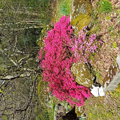 Les Coccinelles