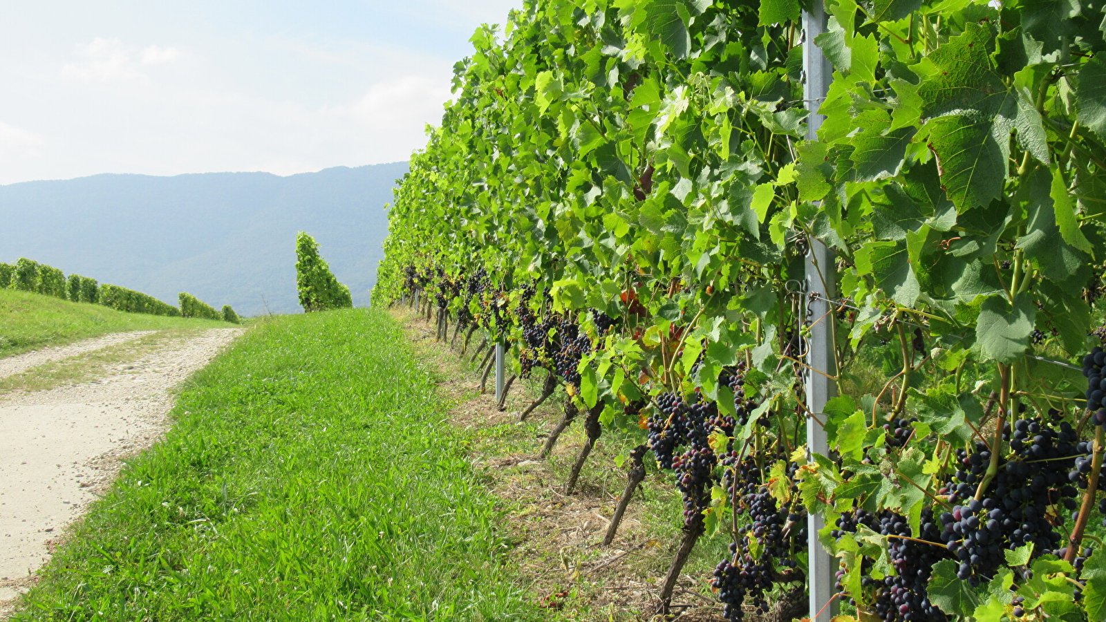 Randonnée pédestre : La Franco - Suisse, à travers les vignes
