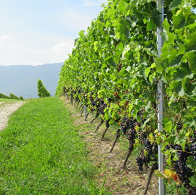 Randonnée pédestre : La Franco - Suisse, à travers les vignes
