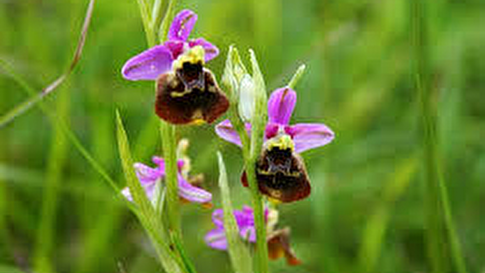 Balade 'du calcaire à orchidées' 