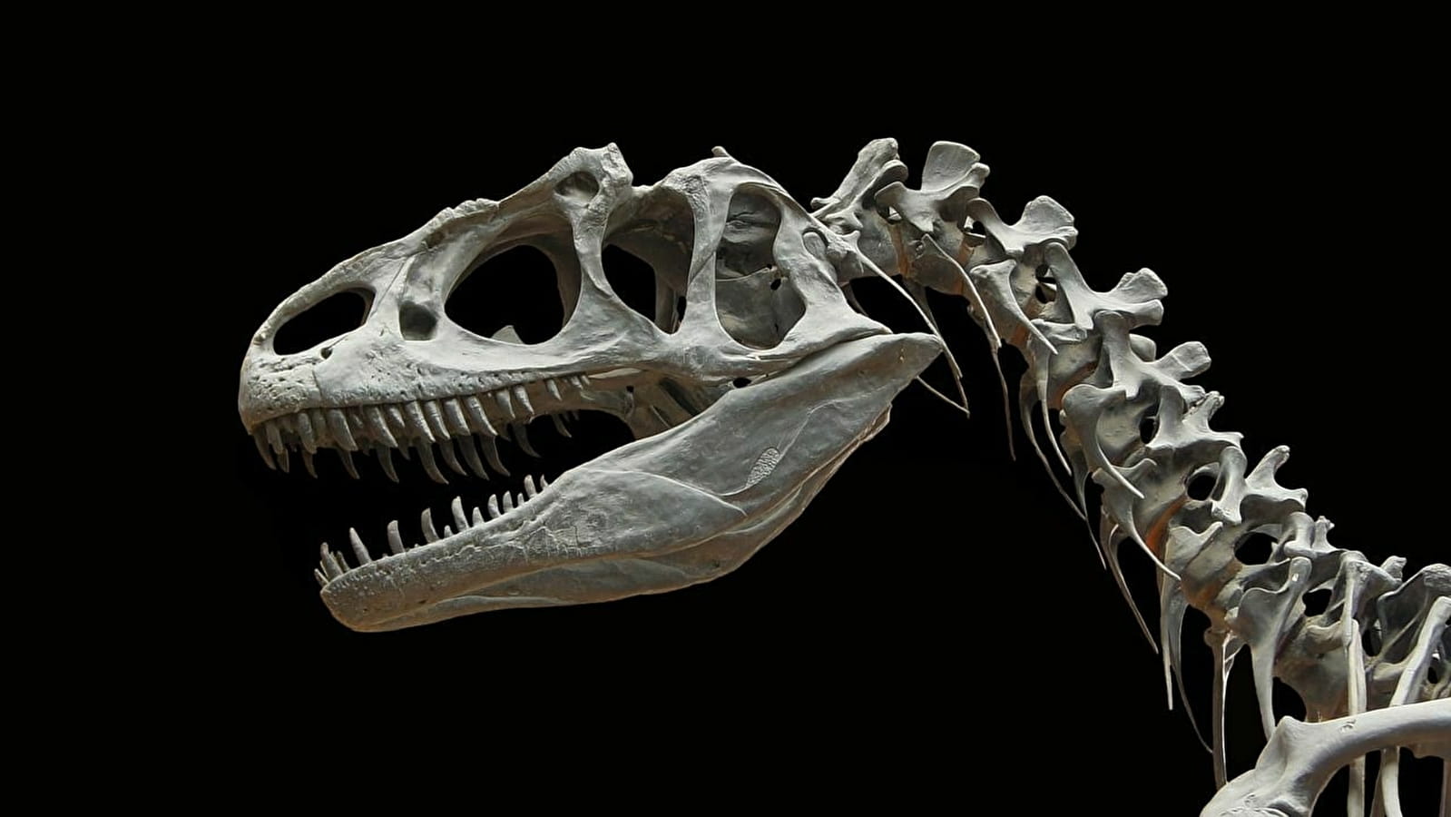 Atelier Aventures Mômes : A la recherche des dinos