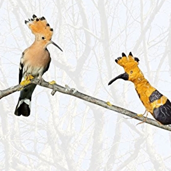 Ornithologie : croquis, gravure, sculpture - SEMUR-EN-AUXOIS