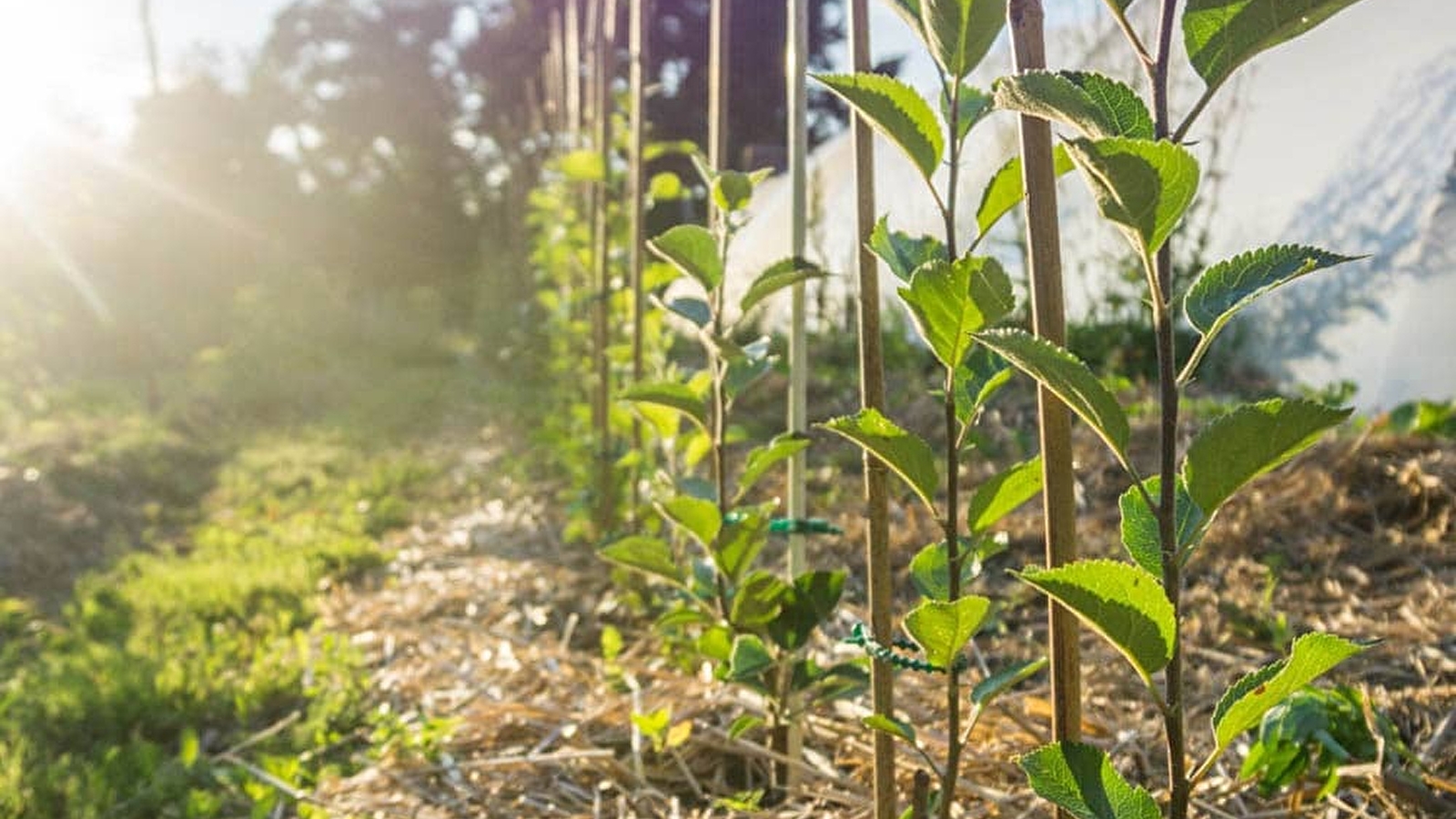 La Ferme du Moineau, pépinière d'arbres fruitiers bio