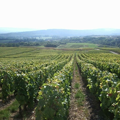 Les Jeudis Vignobles & Découvertes - Pique-Nique dans les vignes