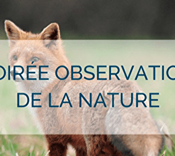 Soirée observation de la faune sauvage - CLAIRVAUX-LES-LACS