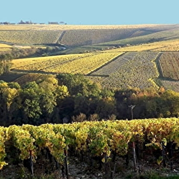 Vititours - Excursions dans le vignoble - CHABLIS